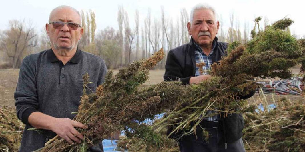 Deneme amaçlı ektiler ilk hasadı yaptılar! Kenevir çiftçilere yeni umut oldu: Gelirlerini artırması bekleniyor 7